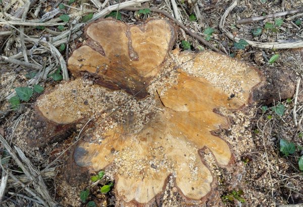 Oğuzda qızılağaclar kəsildi: saxlanılanlar var (FOTO)