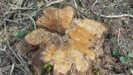 Oğuzda qızılağaclar kəsildi: saxlanılanlar var (FOTO)