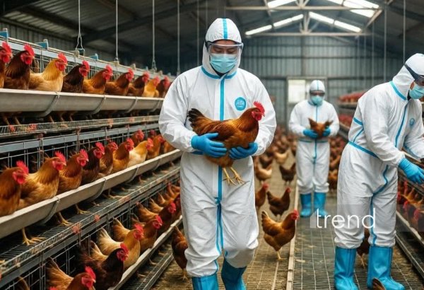 Yaponiyada quş qripi – Yüz minlərlə toyuq məhv edilir