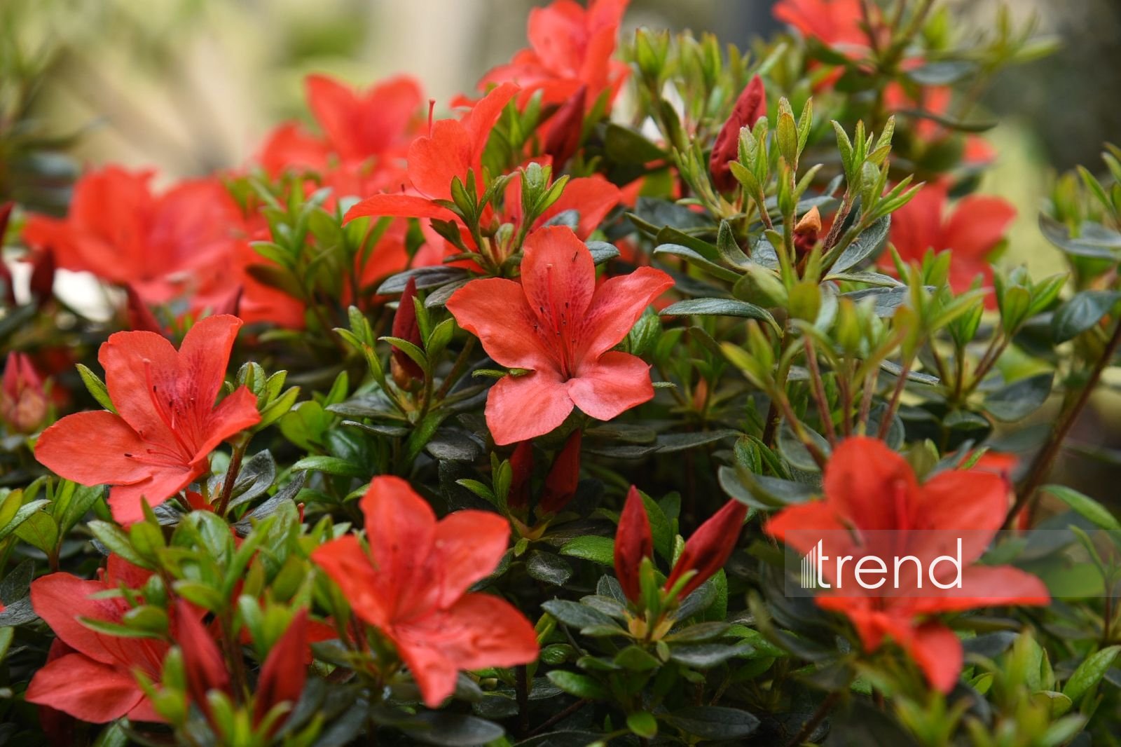 Bakının ən köhnə küçələrindən biri piyadalaşdırıldı (FOTO)