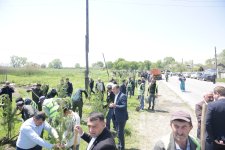 Xaçmazda Ümummilli Lider Heydər Əliyevin xatirəsinə həsr olunan ekoloji aksiya keçirilib (FOTO)