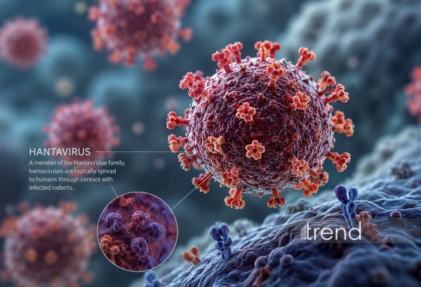 Dünyada hər il 10 mindən 100 minə qədər hantavirus infeksiyası qeydə alınır - ÜST