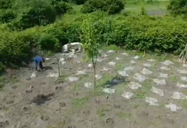 Balakəndə narkotik plantasiyası aşkarlanıb (FOTO/VİDEO