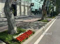 Bakı WUF13 ərəfəsində gül-çiçəyə bürünüb (FOTOREPORTAJ)