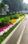 Bakı WUF13 ərəfəsində gül-çiçəyə bürünüb (FOTOREPORTAJ)