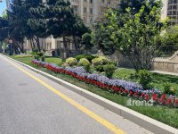 Bakı WUF13 ərəfəsində gül-çiçəyə bürünüb (FOTOREPORTAJ)