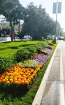 Bakı WUF13 ərəfəsində gül-çiçəyə bürünüb (FOTOREPORTAJ)