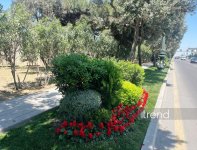 Bakı WUF13 ərəfəsində gül-çiçəyə bürünüb (FOTOREPORTAJ)