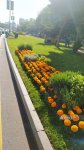 Bakı WUF13 ərəfəsində gül-çiçəyə bürünüb (FOTOREPORTAJ)