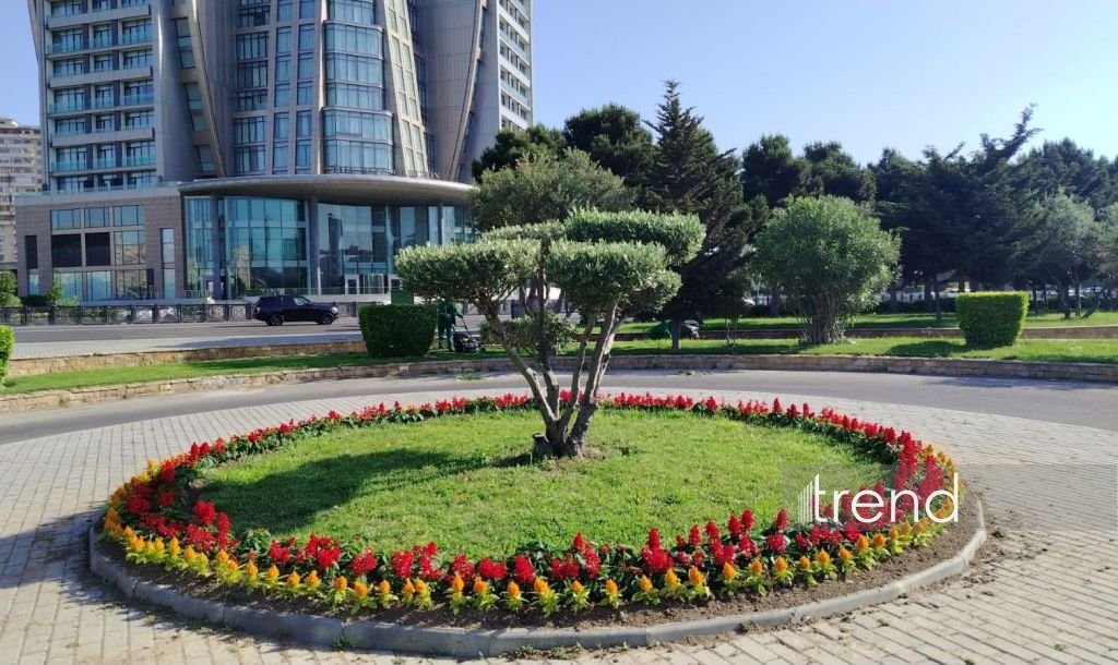 Bakı WUF13 ərəfəsində gül-çiçəyə bürünüb (FOTOREPORTAJ)
