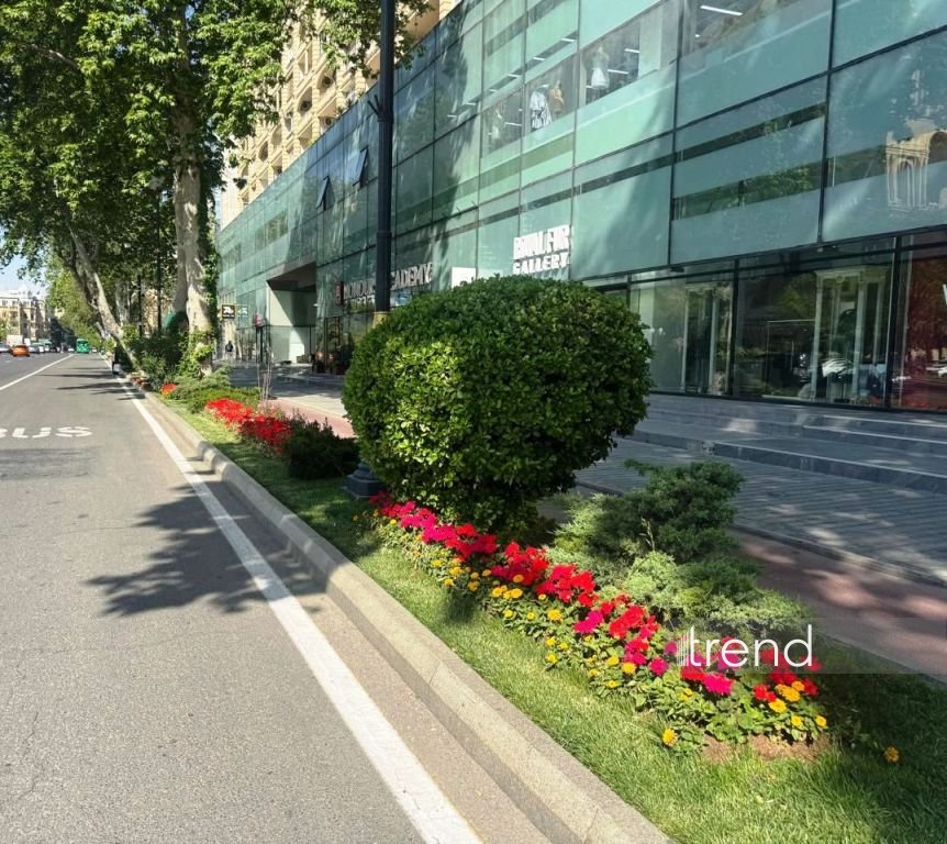 Bakı WUF13 ərəfəsində gül-çiçəyə bürünüb (FOTOREPORTAJ)
