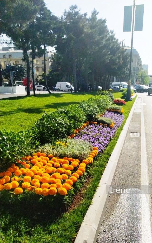 Bakı WUF13 ərəfəsində gül-çiçəyə bürünüb (FOTOREPORTAJ)