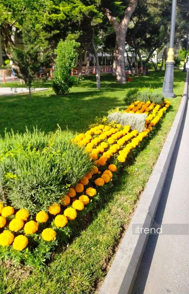 Bakı WUF13 ərəfəsində gül-çiçəyə bürünüb (FOTOREPORTAJ)