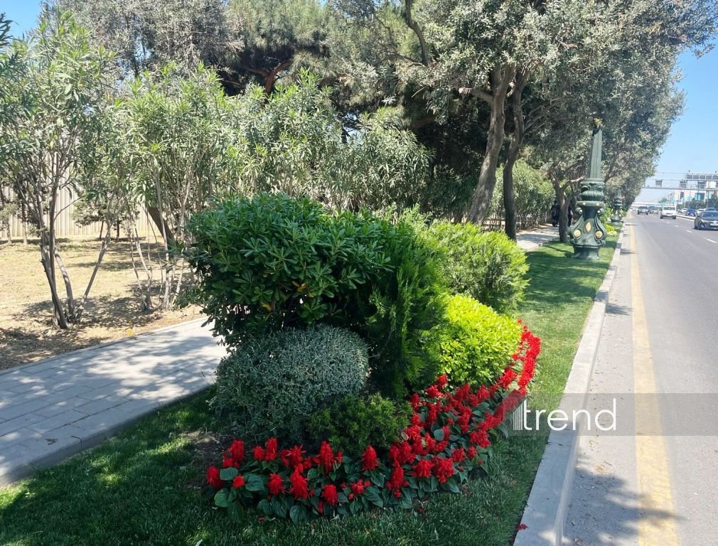 Bakı WUF13 ərəfəsində gül-çiçəyə bürünüb (FOTOREPORTAJ)