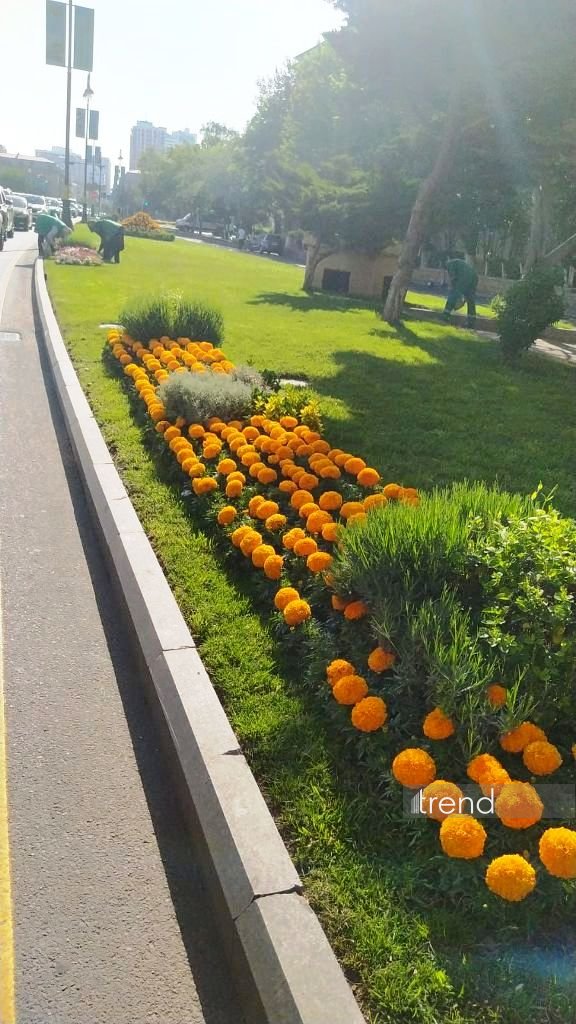Bakı WUF13 ərəfəsində gül-çiçəyə bürünüb (FOTOREPORTAJ)