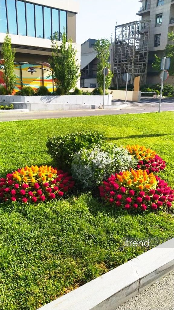 Bakı WUF13 ərəfəsində gül-çiçəyə bürünüb (FOTOREPORTAJ)