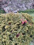 Sərhəddə geniş əməliyyat: külli miqdarda narkotik ələ keçdi (FOTO)