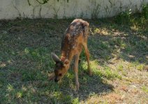 Zəngilanın dağlıq ərazisində köməksiz vəziyyətdə cüyür balası aşkar edilib (FOTO/VİDEO)