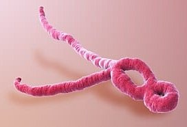 Konqoda "Ebola"dan ölənlərin sayı 149-a çatıb