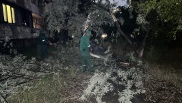 Güclü külək Bakıda 41 ağacı sındırıb (FOTO)