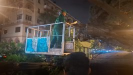 Güclü külək Bakıda 41 ağacı sındırıb (FOTO)