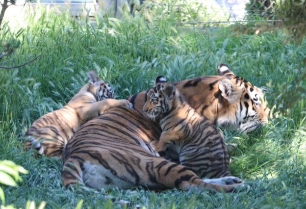 Bakı Zooloji Parkında Amur pələngi balaları dünyaya gəlib (FOTO)