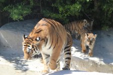 Bakı Zooloji Parkında Amur pələngi balaları dünyaya gəlib (FOTO)