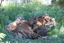 Bakı Zooloji Parkında Amur pələngi balaları dünyaya gəlib (FOTO)
