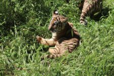 Bakı Zooloji Parkında Amur pələngi balaları dünyaya gəlib (FOTO)