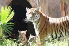Bakı Zooloji Parkında Amur pələngi balaları dünyaya gəlib (FOTO)