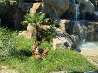 Bakı Zooloji Parkında Amur pələngi balaları dünyaya gəlib (FOTO)