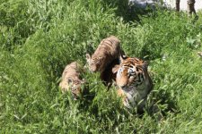 Bakı Zooloji Parkında Amur pələngi balaları dünyaya gəlib (FOTO)
