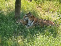 Bakı Zooloji Parkında Amur pələngi balaları dünyaya gəlib (FOTO)
