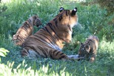 Bakı Zooloji Parkında Amur pələngi balaları dünyaya gəlib (FOTO)