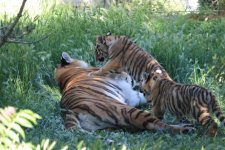 Bakı Zooloji Parkında Amur pələngi balaları dünyaya gəlib (FOTO)