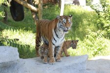 Bakı Zooloji Parkında Amur pələngi balaları dünyaya gəlib (FOTO)