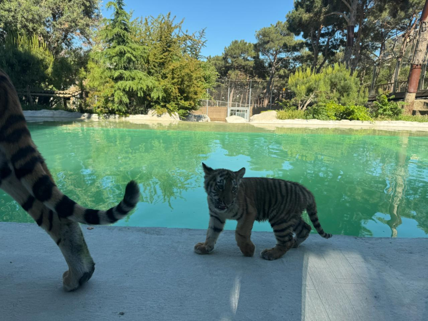 Bakı Zooloji Parkında Amur pələngi balaları dünyaya gəlib (FOTO)