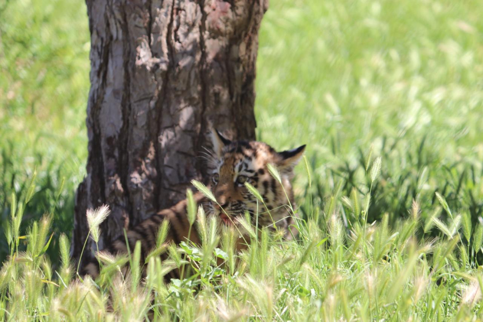 Bakı Zooloji Parkında Amur pələngi balaları dünyaya gəlib (FOTO)