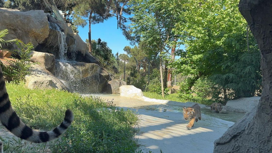 Bakı Zooloji Parkında Amur pələngi balaları dünyaya gəlib (FOTO)