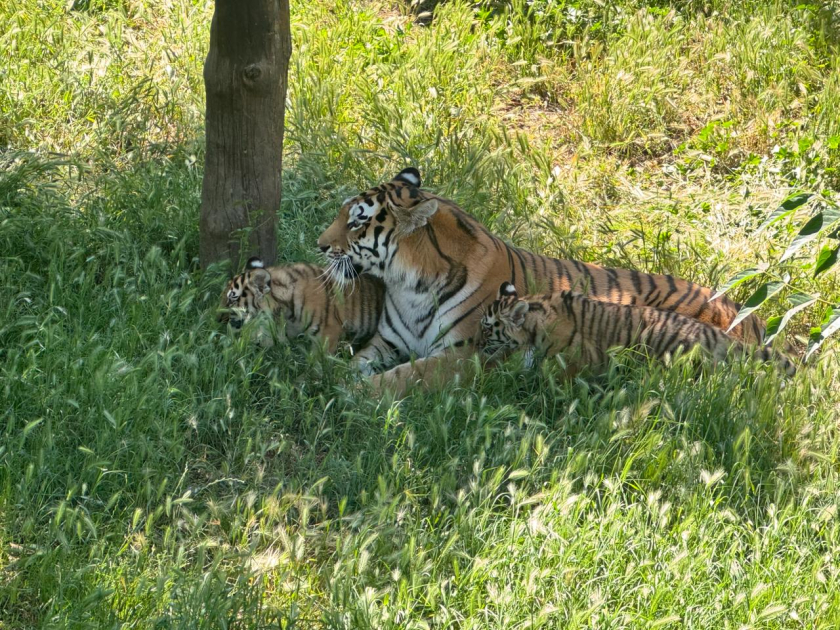 Bakı Zooloji Parkında Amur pələngi balaları dünyaya gəlib (FOTO)