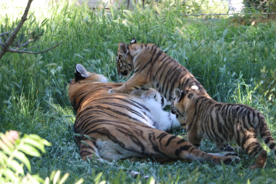 Bakı Zooloji Parkında Amur pələngi balaları dünyaya gəlib (FOTO)