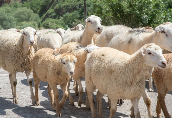 Azərbaycanda qoyunçuluq aqroparkı yaradılacaq