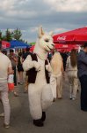Şamaxıda Barbekü Festivalının birinci günü (FOTO/VİDEO)