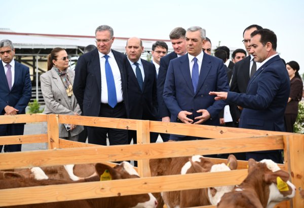 Xocalıda “Qoç Ət”in heyvandarlıq kompleksi ilə tanışlıq olub (FOTO)