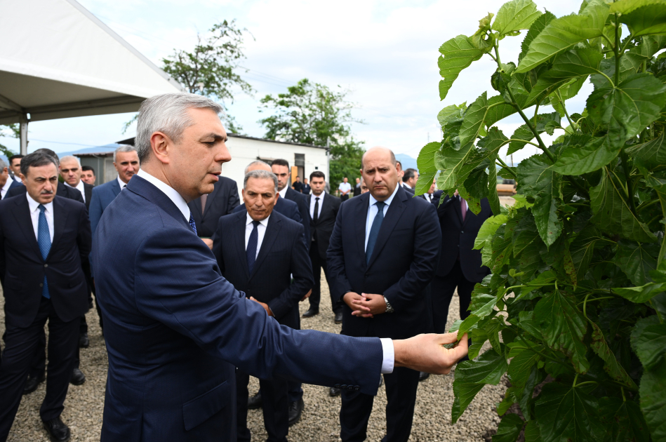 Xocalının Daşbulaq kəndində baramaçılığın inkişafı üçün yaradılmış infrastruktura baxış keçirilib (FOTO)