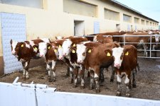 Xocalıda “Qoç Ət”in heyvandarlıq kompleksi ilə tanışlıq olub (FOTO)