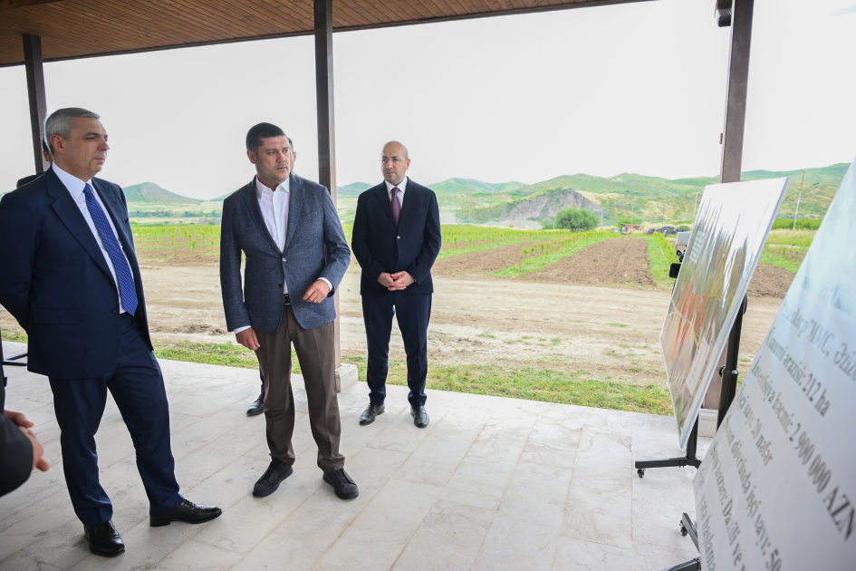 Xocalıda salınmış intensiv bağçılıq təsərrüfatları ilə tanışlıq (FOTO)