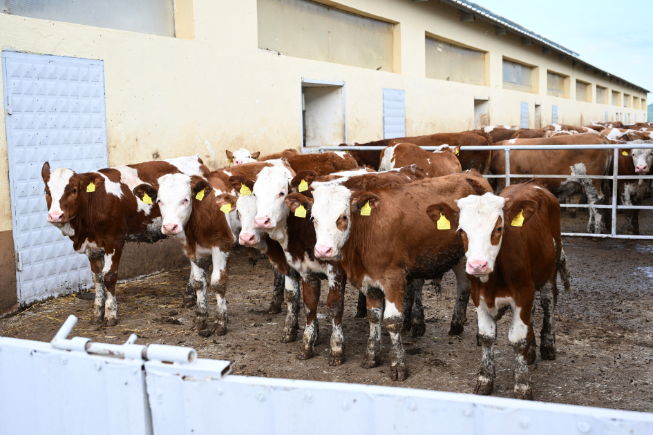 Xocalıda “Qoç Ət”in heyvandarlıq kompleksi ilə tanışlıq olub (FOTO)