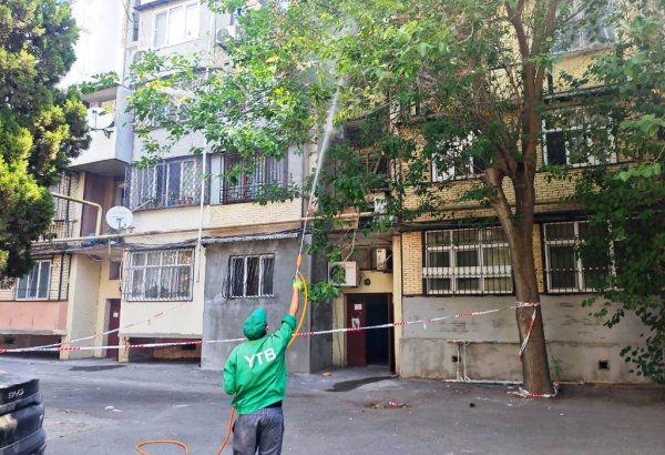 Bakıda Ağ Amerika kəpənəyinə qarşı mübarizə gücləndirilib – ağaclarda dərmanlama işləri aparılır (FOTO)