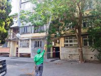 Bakıda Ağ Amerika kəpənəyinə qarşı mübarizə gücləndirilib – ağaclarda dərmanlama işləri aparılır (FOTO)